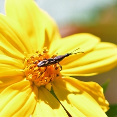 Brentinae