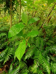 Dendrocnide meyeniana