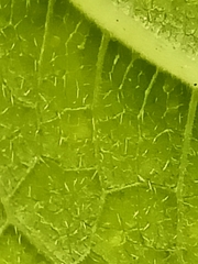 Dendrocnide meyeniana
