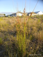 Juncus sarophorus