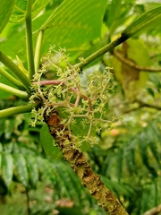 Dendrocnide meyeniana
