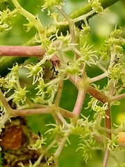 Dendrocnide meyeniana