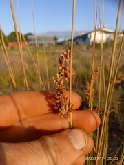 Juncus sarophorus