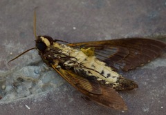 Cocytius antaeus