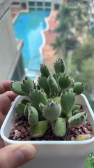Cotyledon tomentosa