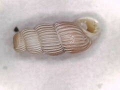 Truncatella pulchella