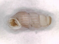Truncatella pulchella
