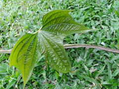 Dioscorea trifida