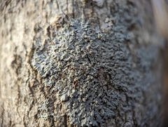 Physcia americana