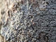 Physcia americana