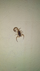 Tityus serrulatus