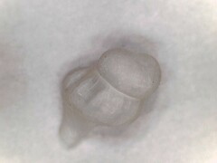 Sinistrofulgur sinistrum