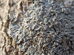 Physcia americana