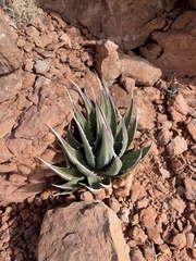 Agave utahensis