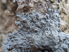 Physcia americana