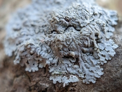 Physcia americana