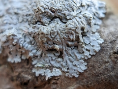 Physcia americana