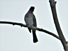 Pycnonotus barbatus layardi