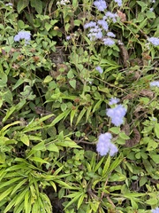 Ageratum houstonianum