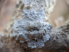Physcia americana