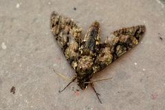 Cocytius antaeus