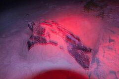 Dermochelys coriacea