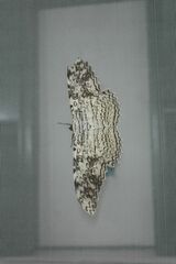Thysania agrippina