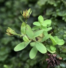 Hypericum parvulum