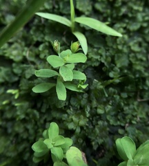 Hypericum parvulum