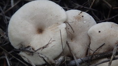 Lactocollybia