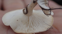 Lactocollybia