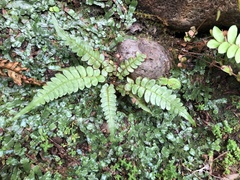 Blechnum appendiculatum