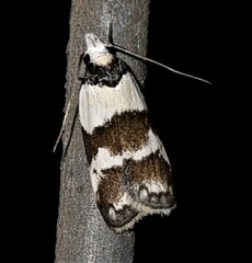 Eulechria triferella