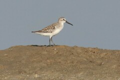 Calidris falcinellus