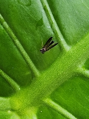 Dolichopodidae