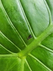 Dolichopodidae