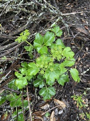 Lomatium lucidum