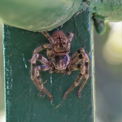 Polybetes pythagoricus