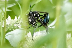 Eremnophila aureonotata