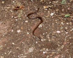 Coniophanes imperialis