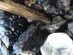 Entomobrya unostrigata