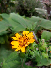 Asteraceae