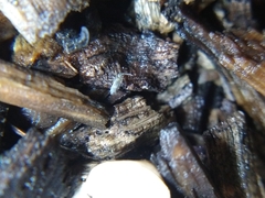 Entomobrya unostrigata