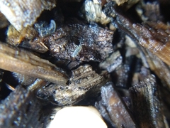 Entomobrya unostrigata