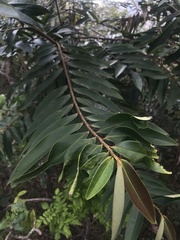 Burseraceae