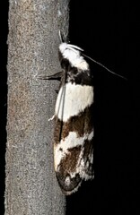 Eulechria triferella