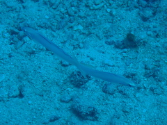 Ptereleotris microlepis