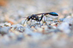 Eremnophila aureonotata