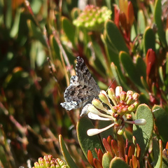 Chrysolarentia bertha