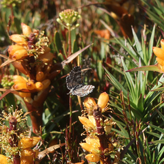 Chrysolarentia bertha